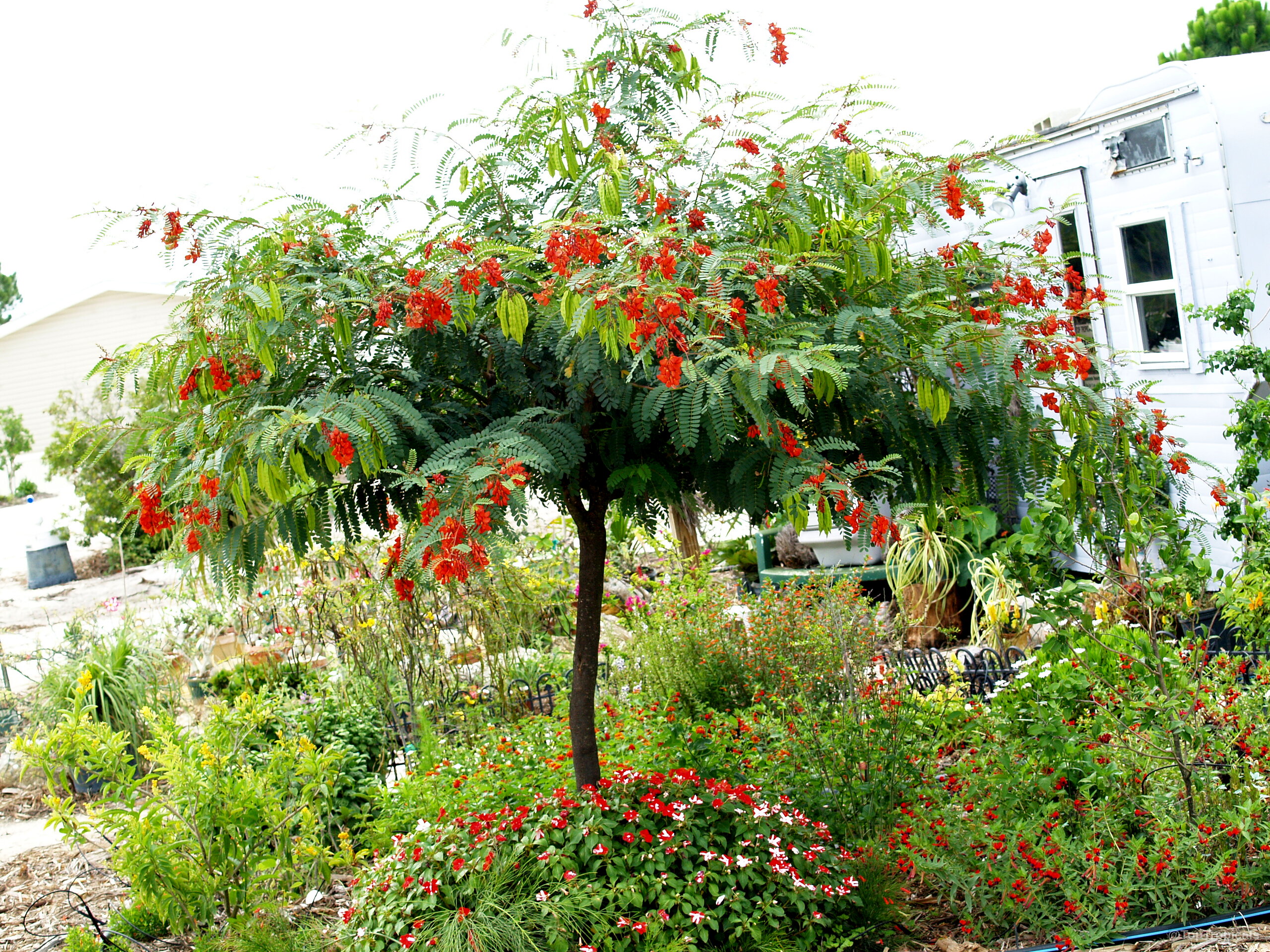 Sesbania punicea (Rattle Box Tree) small tree with abundant red flowers and thin green foliage. Sesbania punicea (Rattle Box Tree) red flowers, thin green leaves, branched woody tree plant.