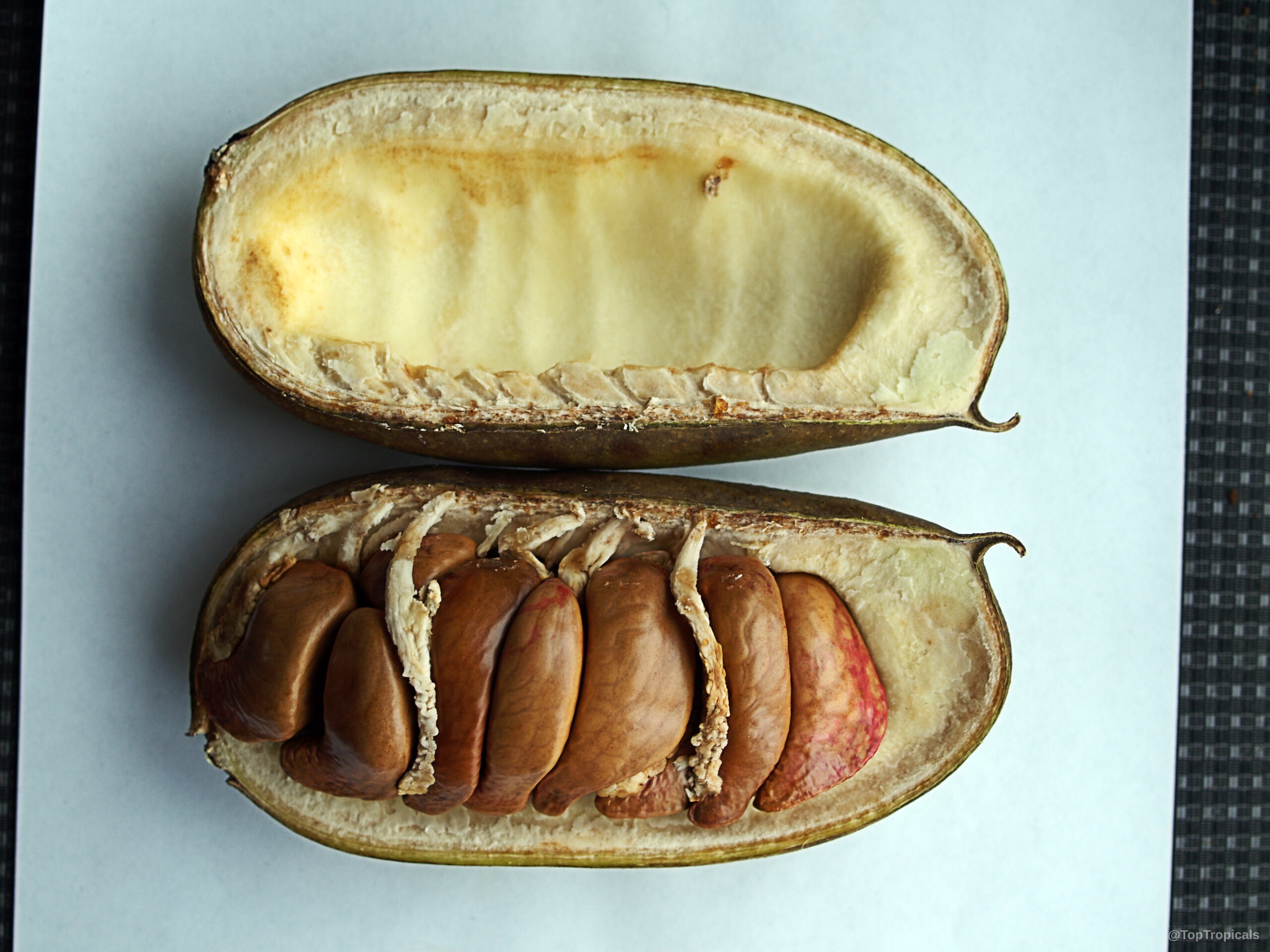 Strongylodon macrobotrys (Turquoise Jade Vine) fruit cut open revealing large brown seeds inside thick husks. Strongylodon macrobotrys (Turquoise Jade Vine) fruit with brown seeds close up on white surface.