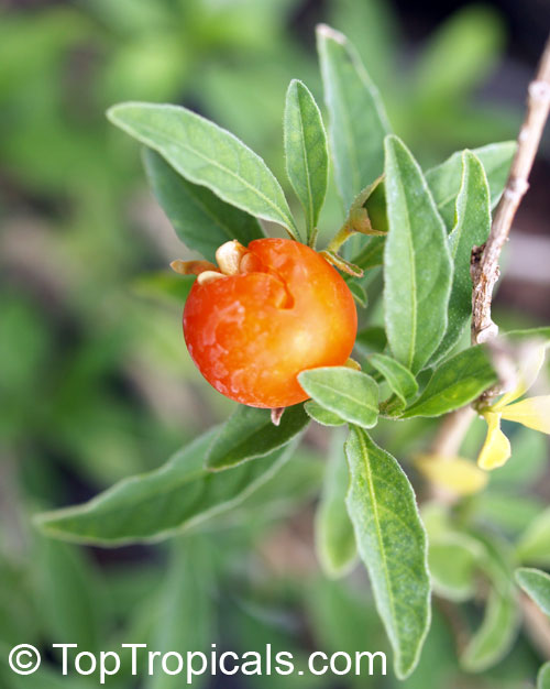 Solanum capsicastrum, False Jerusalem Cherry, Winter Cherry, Christmas Cherry