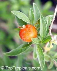 Solanum capsicastrum, False Jerusalem Cherry, Winter Cherry, Christmas Cherry

Click to see full-size image