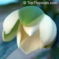 Magnolia coco, Liriodendron coco, Magnolia pumila, Dwarf Magnolia, Cempaka Telur, Cempaka Gondok, Coconut Magnolia

Click to see full-size image