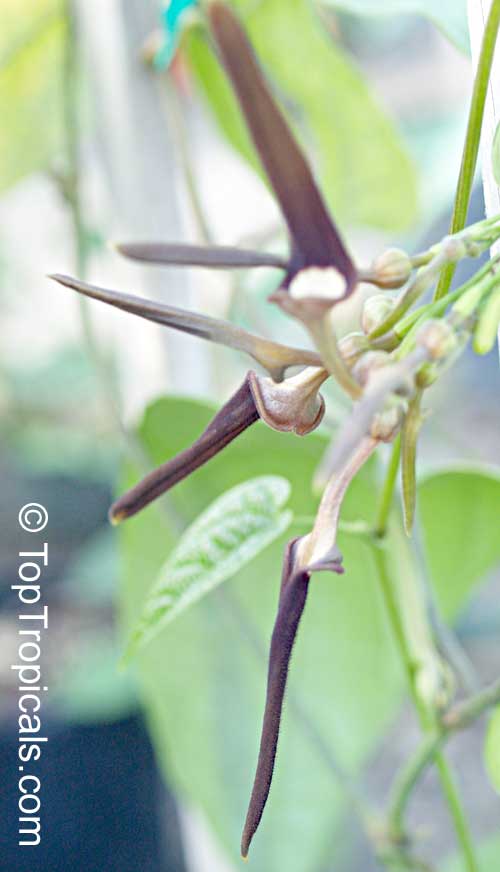 Aristolochia tagala, Aristolochia acuminata, Aristolochia roxburghiana, Indian Birthwort, Oval leaf Dutchman's Pipe