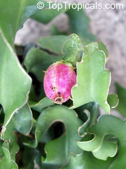 Epiphyllum guatemalense Monstrosa, Orchid Cactus