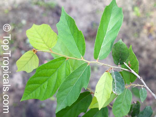 Pterospermum diversifolium, Pterospermum