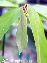 Pterospermum diversifolium, Pterospermum

Click to see full-size image