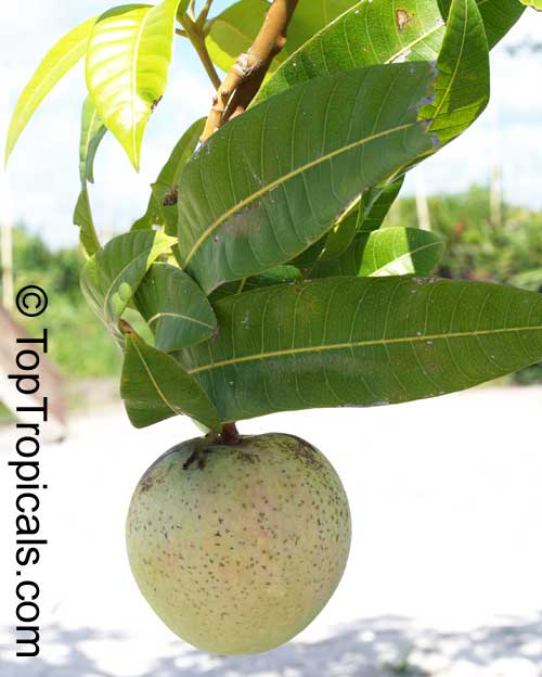 Mangifera indica, Mango. Mango Cushman