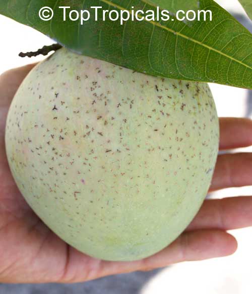 Mango tree Cushman, Grafted (Mangifera indica)