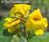Markhamia lutea, Gold Markhamia, Yellow Bell Bean Tree 

Click to see full-size image