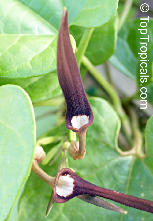 Aristolochia tagala - Indian Birthwort