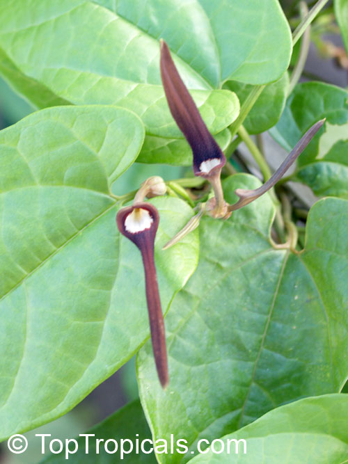 Aristolochia tagala, Aristolochia acuminata, Aristolochia roxburghiana, Indian Birthwort, Oval leaf Dutchman's Pipe