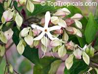 Clerodendrum trichotomum, Harlequin Glory, Clerodendron

Click to see full-size image