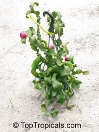 Epiphyllum guatemalense Monstrosa, Orchid Cactus
