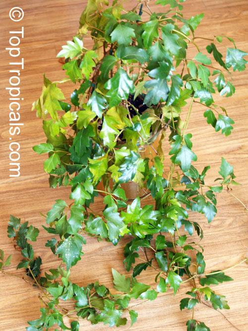 Cissus rhombifolia, Grape Ivy, Oak Leaf Ivy, Water Vine, Kangaroo Grape, Kangaroo Treebine. Cissus rhombifolia Ellen Danica