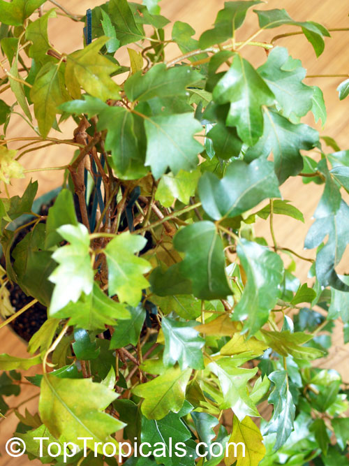 Cissus rhombifolia, Grape Ivy, Oak Leaf Ivy, Water Vine, Kangaroo Grape, Kangaroo Treebine. Cissus rhombifolia Ellen Danica