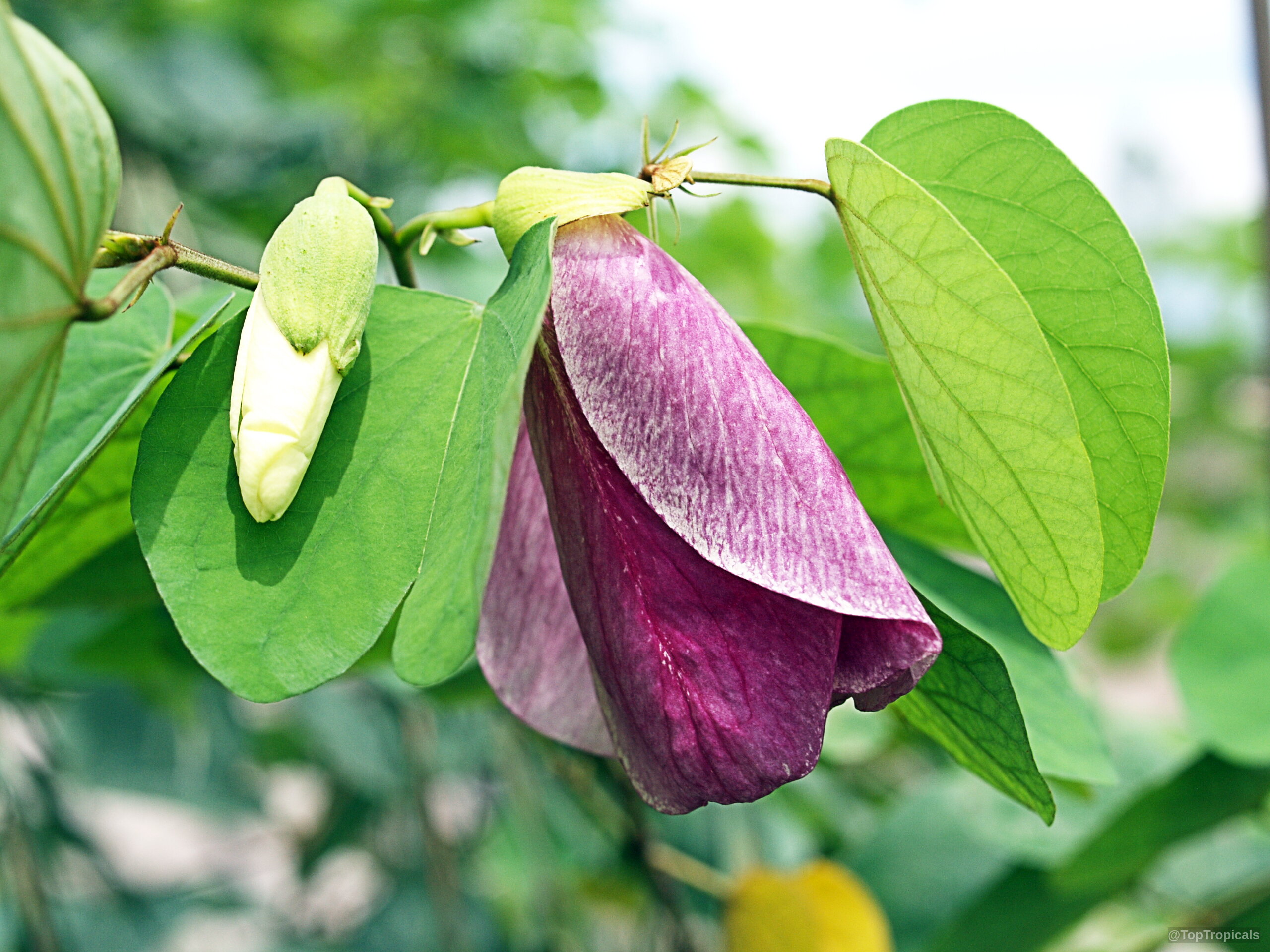 Bauhinia tomentosa (Yellow Orchid Tree) purple flower hanging near pale green rounded leaves Bauhinia tomentosa (Yellow Orchid Tree) purple flower close up with green leaves attached
