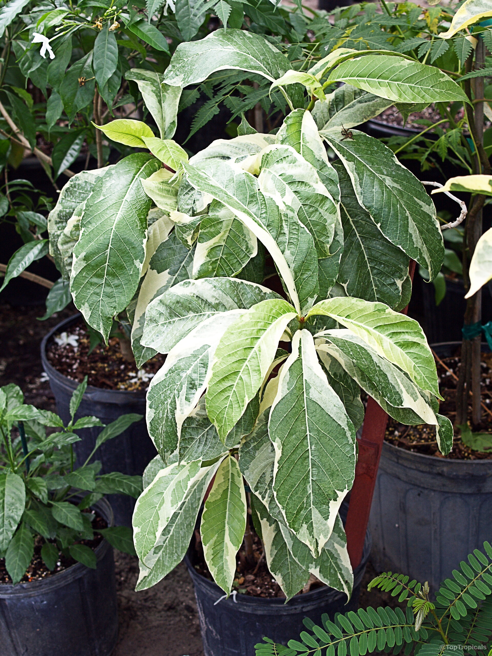 Beaumontia jerdoniana (Nepal Trumpet Flower) with striking green and white variegated leaves in black pots. Beaumontia jerdoniana (Nepal Trumpet Flower) green white leaves on plant in black container