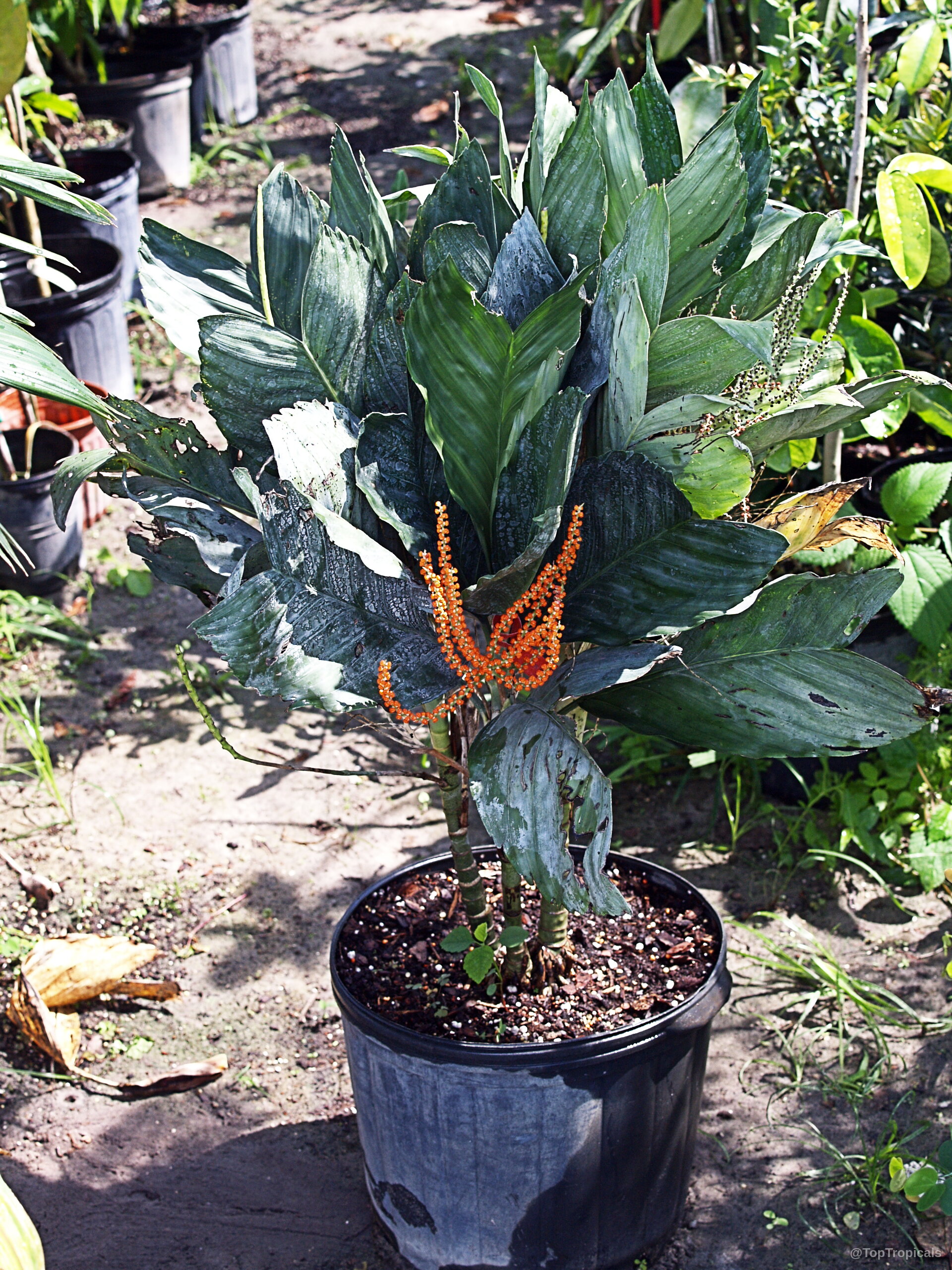 Chamaedorea metallica (Parlor Palm) plant with wide leaves and thin orange flower spikes in container. Chamaedorea metallica (Parlor Palm) plant with dark green leaves and small orange flowers.