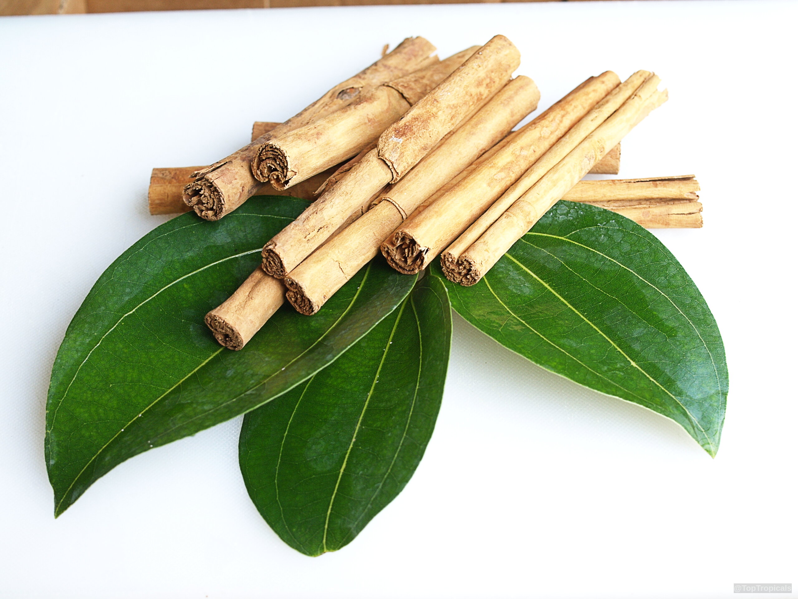 Cinnamomum zeylanicum (Cinnamon) showing woody brown bark sticks resting upon smooth dark green leaves Cinnamomum zeylanicum (Cinnamon) brown bark and dark green leaves close up on white