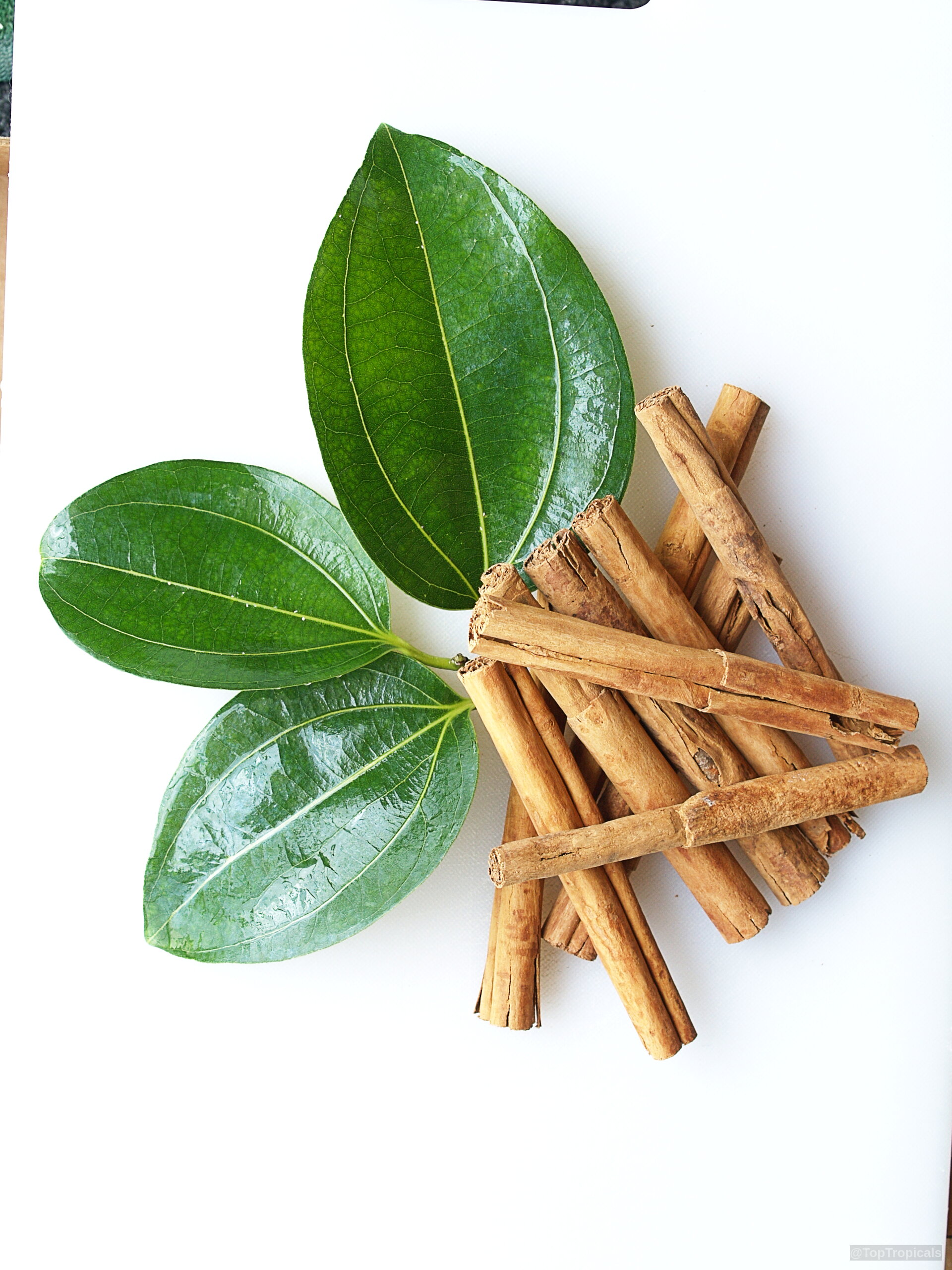 Cinnamomum zeylanicum (Cinnamon) showing three shiny green leaves beside a pile of woody brown sticks. Cinnamomum zeylanicum (Cinnamon) green leaves and brown cinnamon sticks in a close up view.