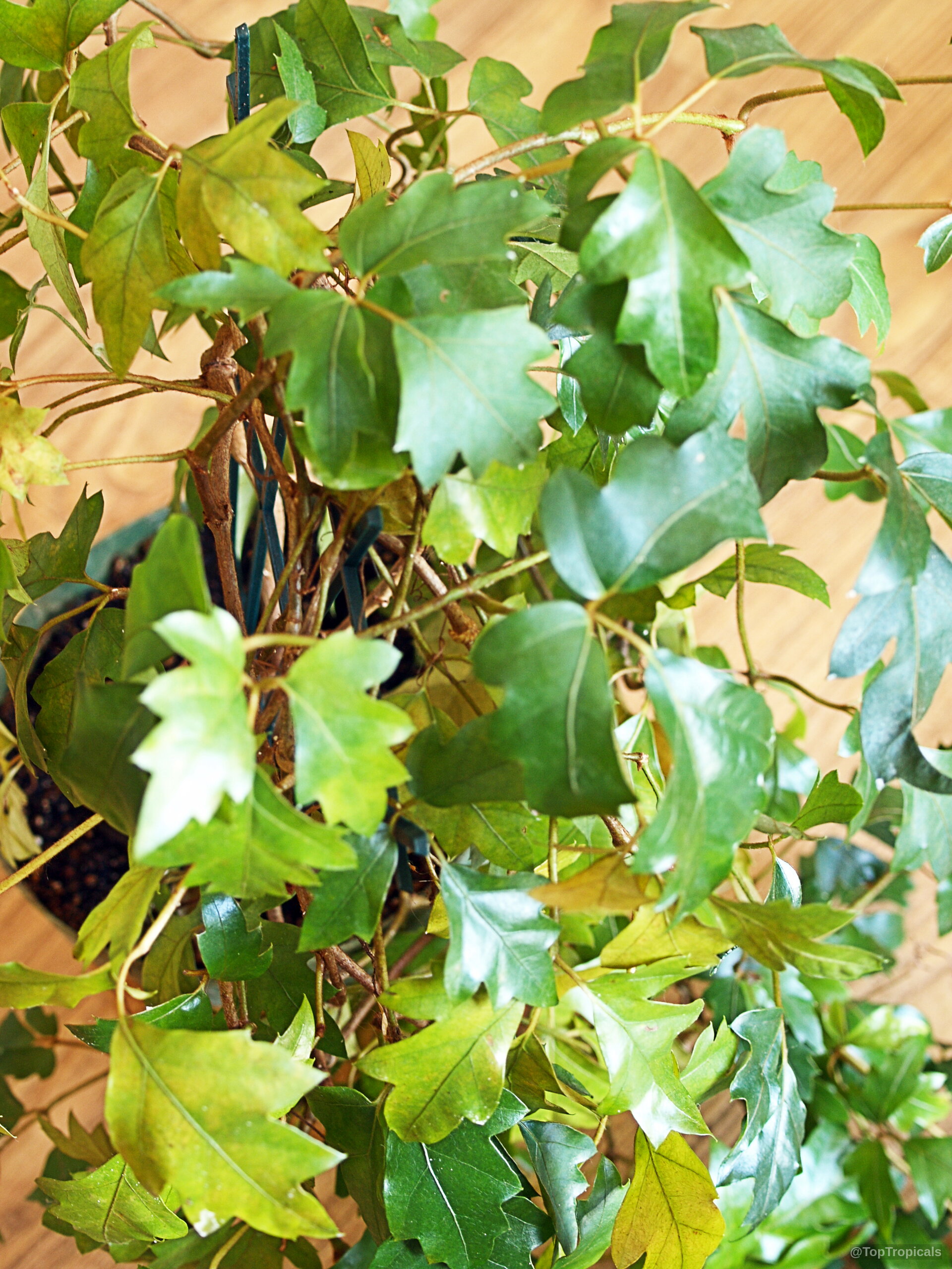 Cissus rhombifolia (Grape Ivy) plant with serrated green leaves on a woody, climbing vine structure Cissus rhombifolia (Grape Ivy) green plant with shiny leaves and serrated edges, top view
