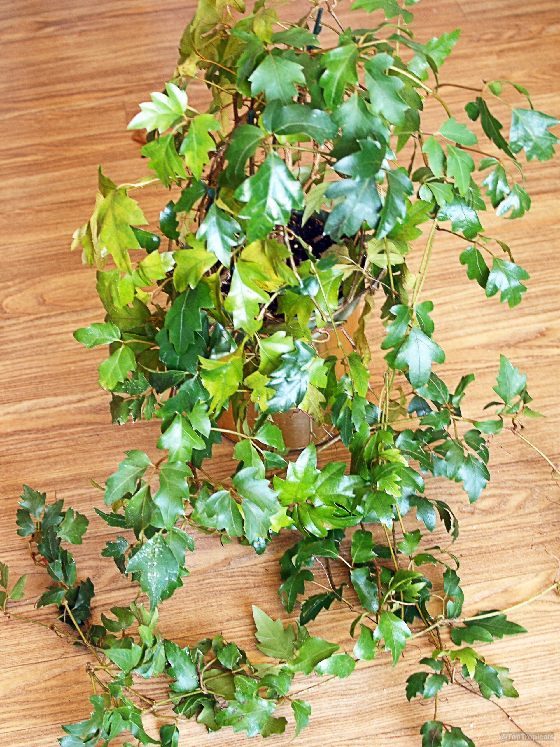 Cissus rhombifolia (Grape Ivy) plant with cascading green vines resting on a light wooden floor. Cissus rhombifolia (Grape Ivy) plant with green vining leaves trailing down across wooden floor
