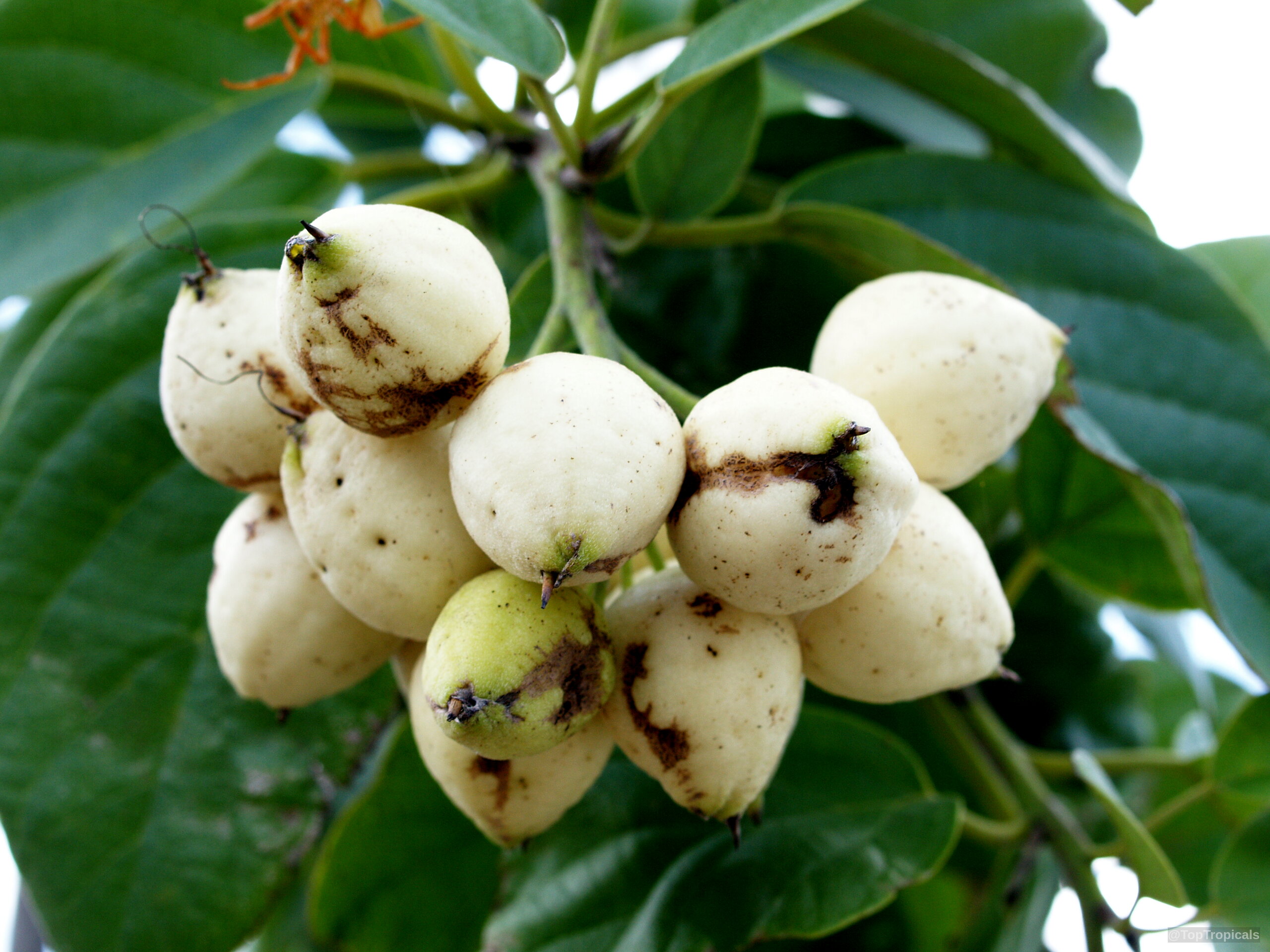 Cordia scabra (Geiger Tree) white fruit clustered together on a leafy green branch. Cordia scabra (Geiger Tree) white fruit close up on a branch among green leaves.