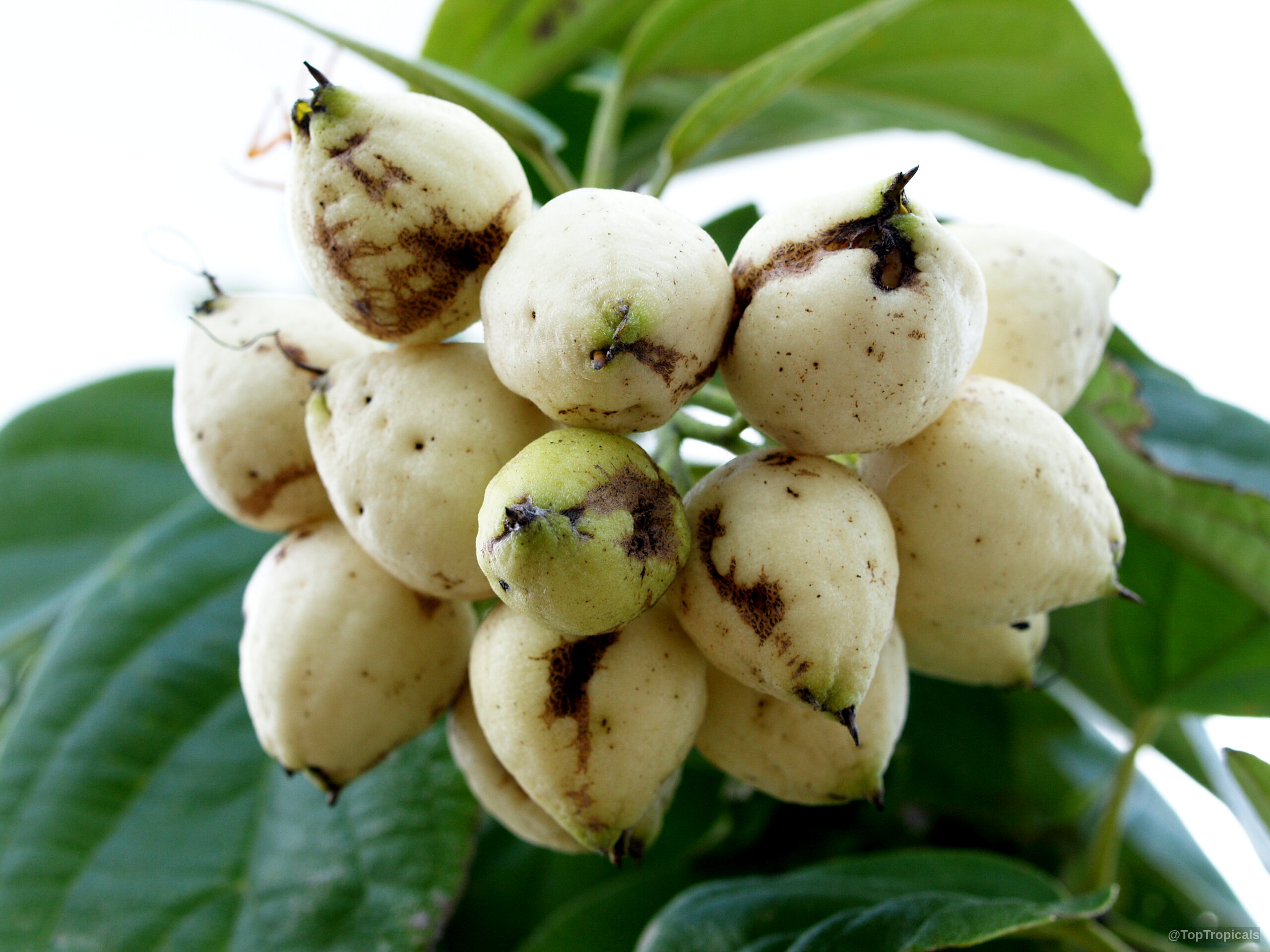 Cordia scabra (Geiger Tree) white fruit grow in a tight cluster among thick green leaves Cordia scabra (Geiger Tree) white fruit close up growing in a cluster on the branch
