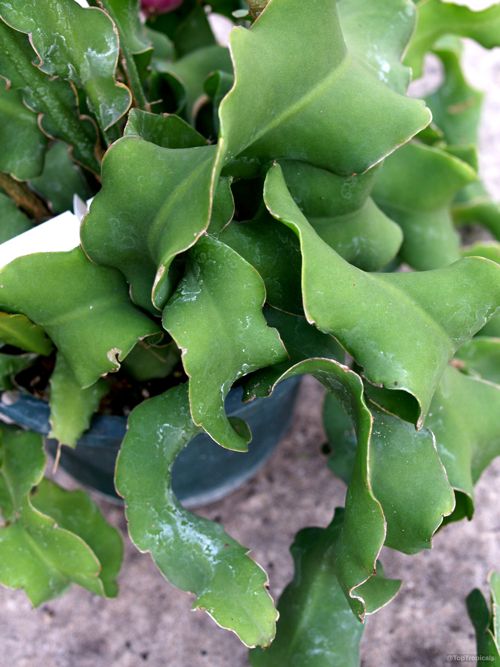 Epiphyllum guatemalense (Orchid Cactus) 'Monstrosa' green curly leaves growing inside a dark plastic nursery pot Epiphyllum guatemalense (Orchid Cactus) 'Monstrosa' green curly plant leaves in a plastic container close up