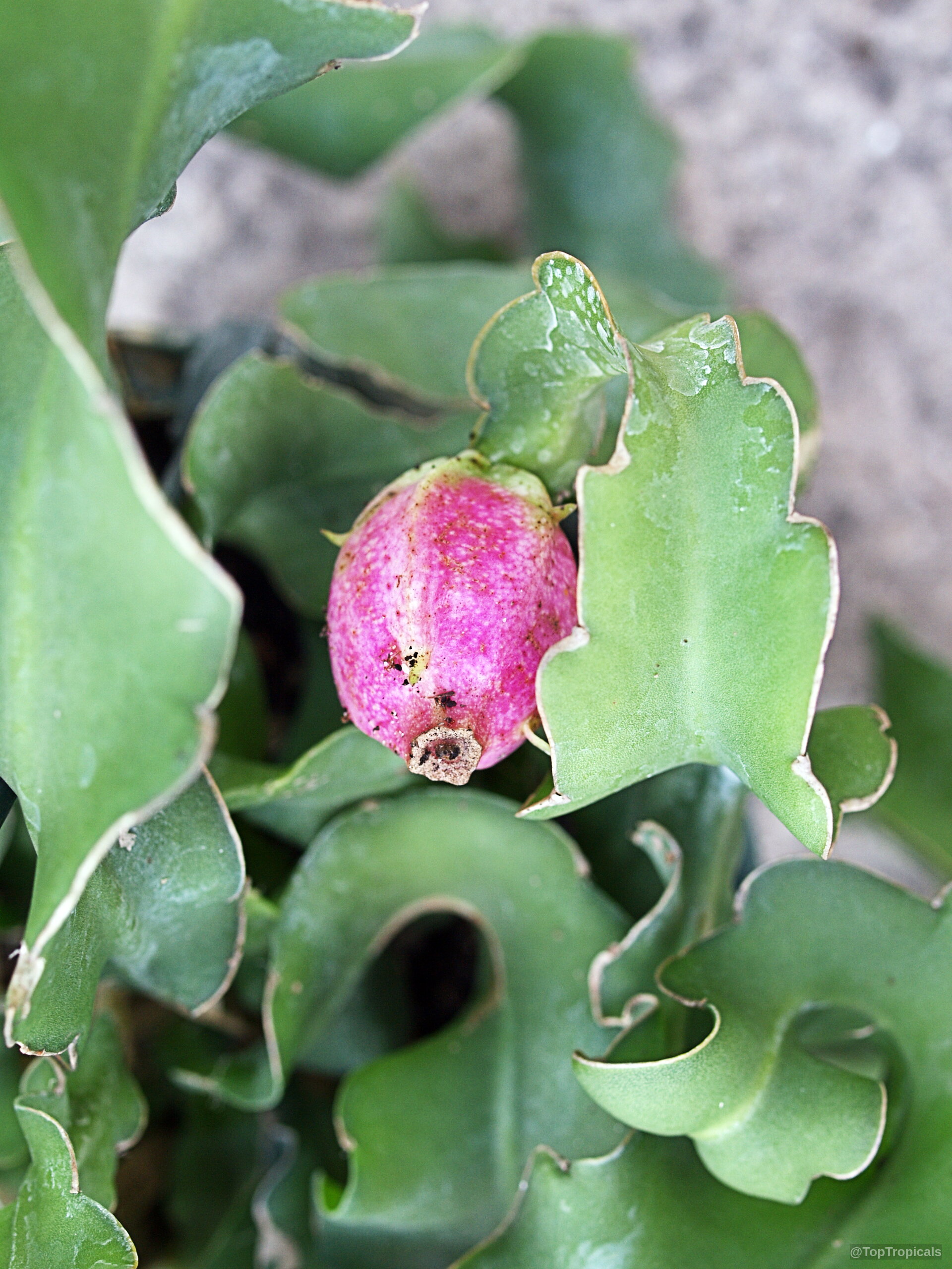 Epiphyllum guatemalense (Orchid Cactus) 'Monstrosa' pink fruit nestled between distinct curled green foliage sections. Epiphyllum guatemalense (Orchid Cactus) 'Monstrosa' pink fruit close up among rippled green succulent leaves.