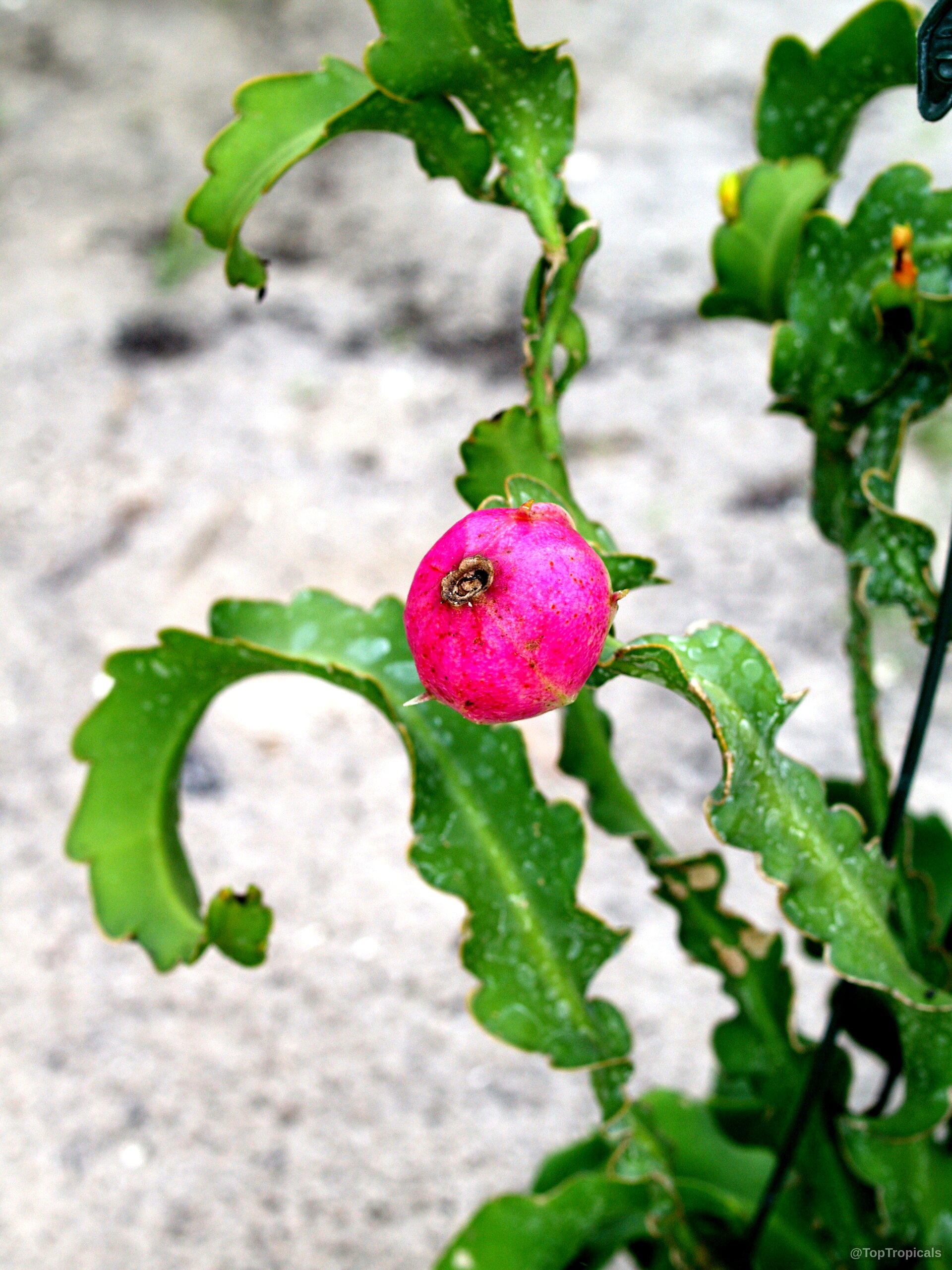 Epiphyllum guatemalense (Orchid Cactus) 'Monstrosa' pink fruit ripening on a curly, wavy green stem. Epiphyllum guatemalense (Orchid Cactus) 'Monstrosa' pink fruit close up on green wavy stem.