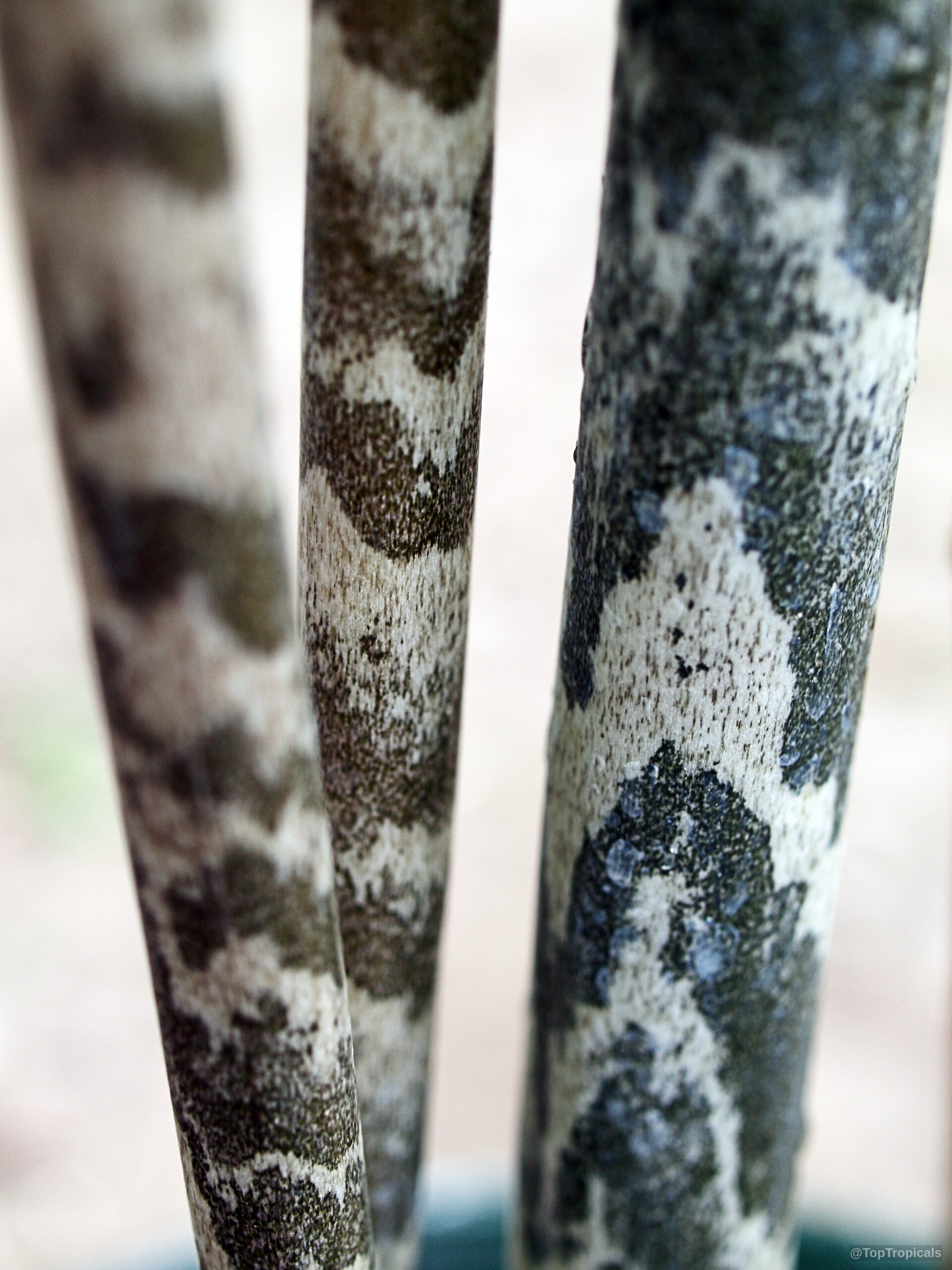 Gonatopus boivinii (Giraffe's Knees) stalks with green and white markings visible in a close up. Gonatopus boivinii (Giraffe's Knees) green white speckled plant stalks in a close up view.
