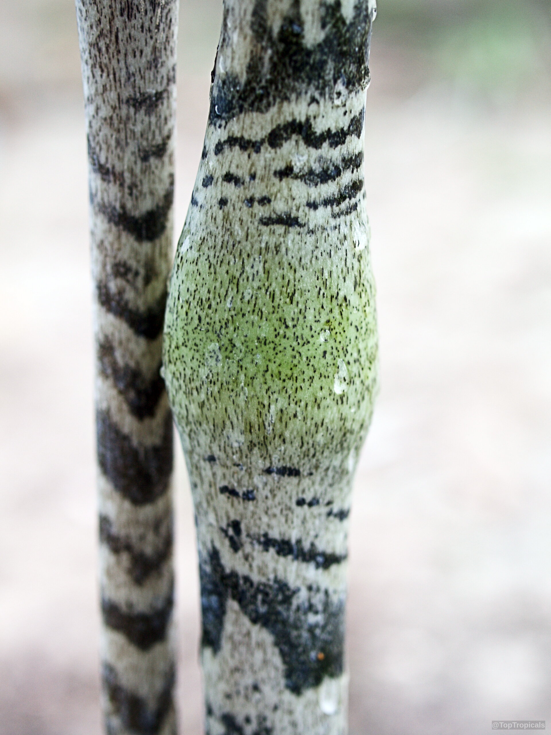 Gonatopus boivinii (Giraffe's Knees) reveals unique spotted markings along the upright succulent stem. Gonatopus boivinii (Giraffe's Knees) plant with green and black mottled stalk close up.