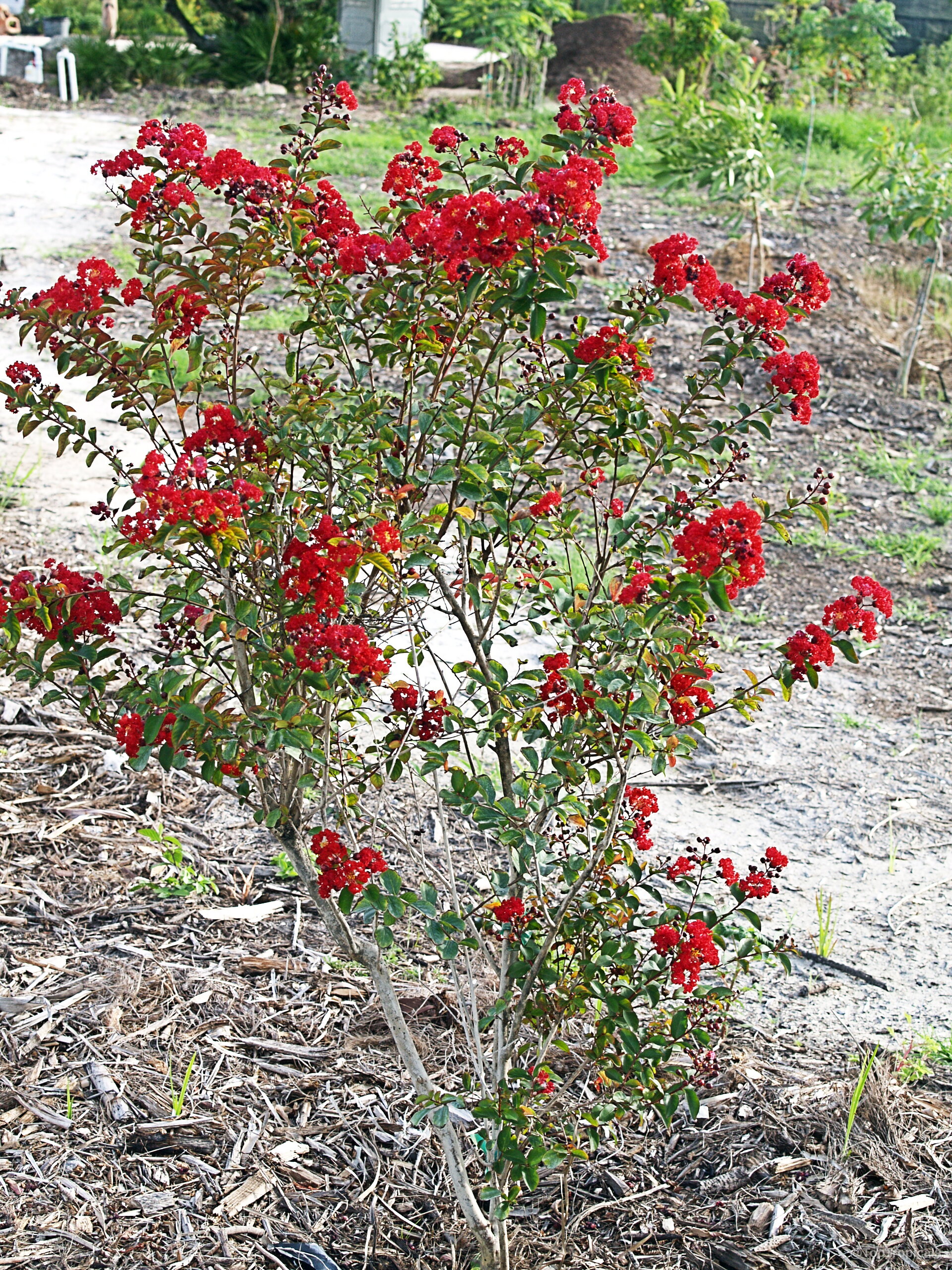 Lagerstroemia indica (Crape Myrtle) bearing clusters of small, vibrant red flowers on thin stems. Lagerstroemia indica (Crape Myrtle) red flowers on a multi-stemmed plant.
