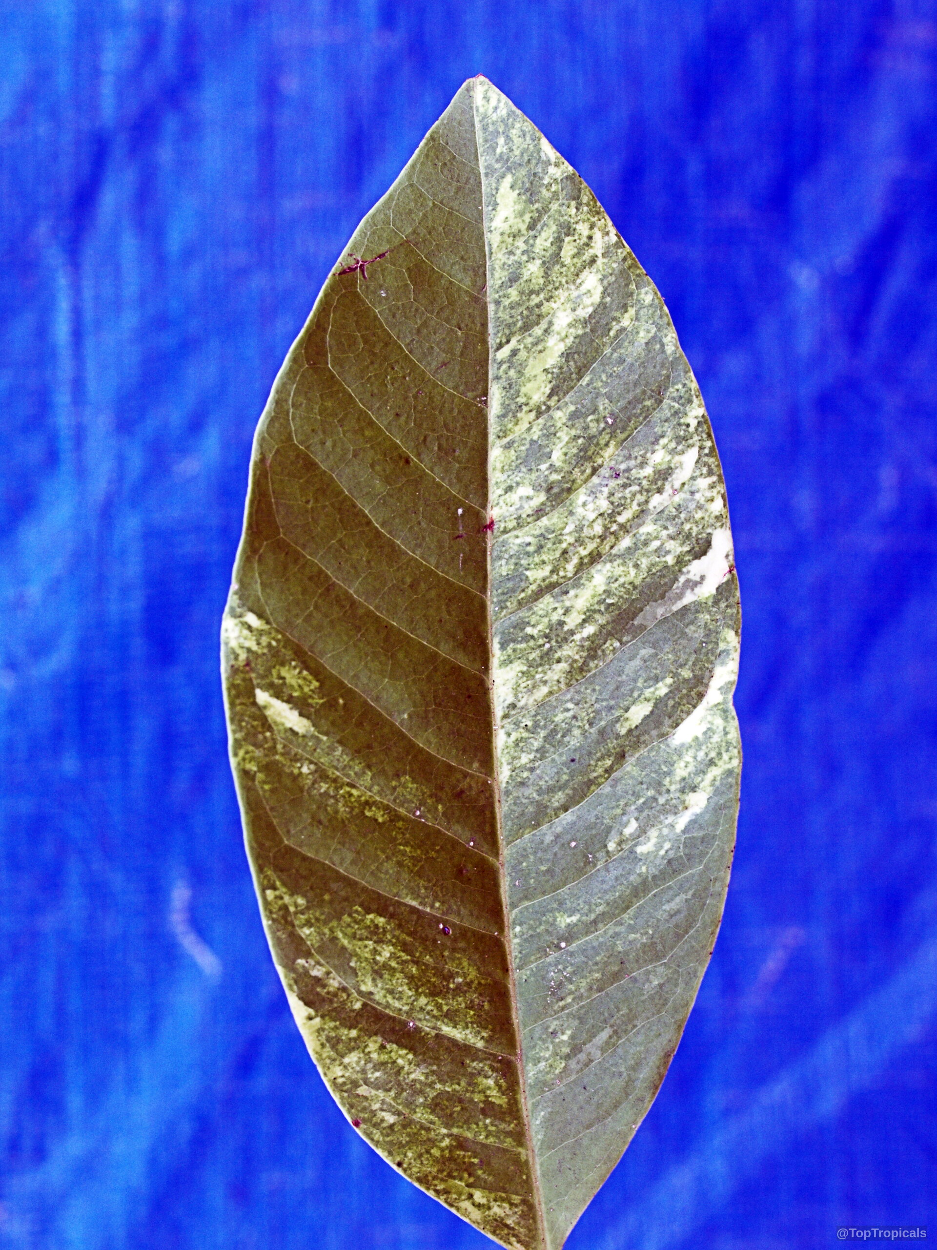 Magnolia champaca (Joy Perfume Tree) leaves with green and cream splashes against a blue background Magnolia champaca (Joy Perfume Tree) green variegated leaves in a close up, side view