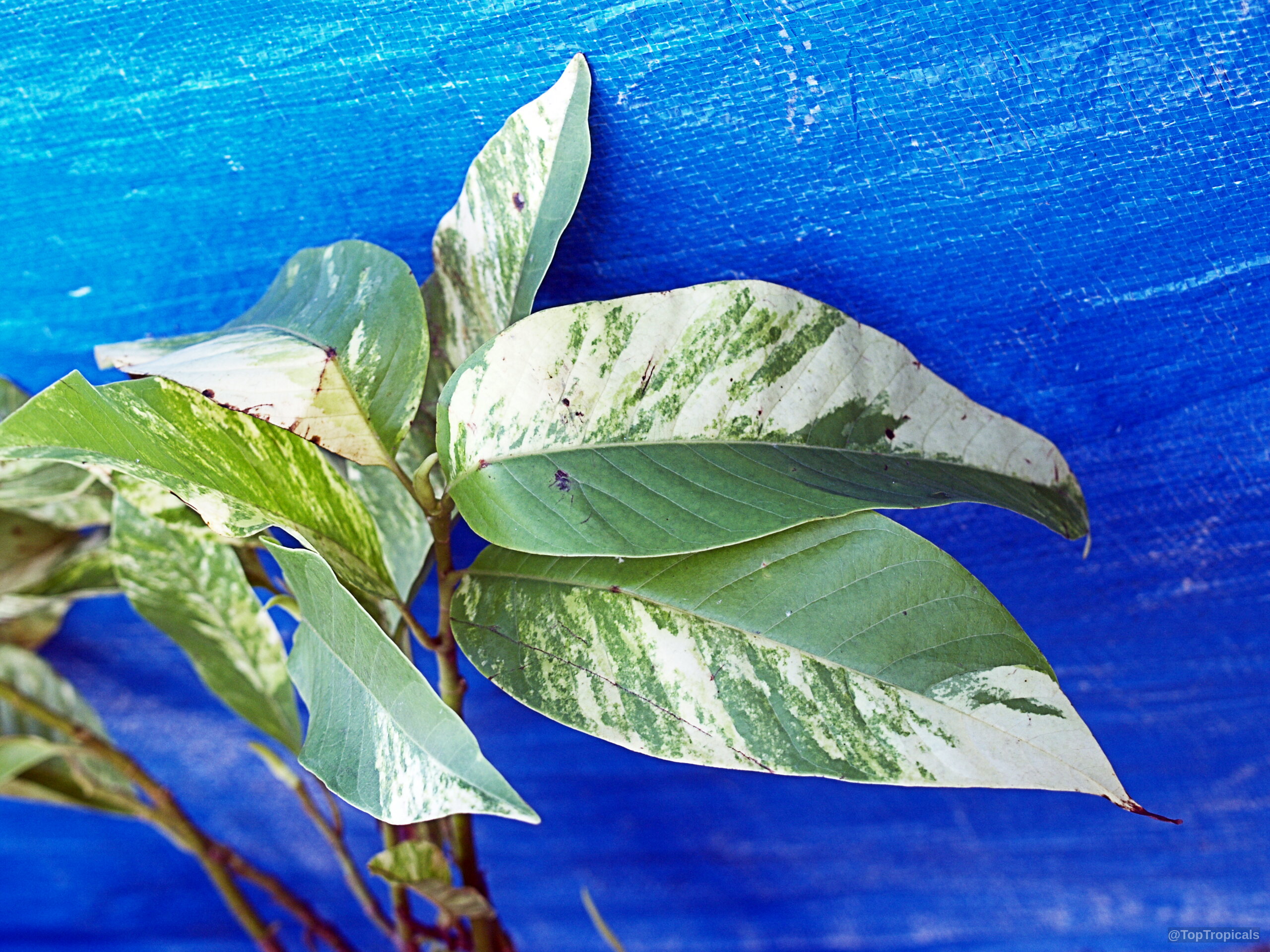 Magnolia champaca (Joy Perfume Tree) leaves with unique green and white coloration on a branch. Magnolia champaca (Joy Perfume Tree) green white leaves with mottled color on a branch.