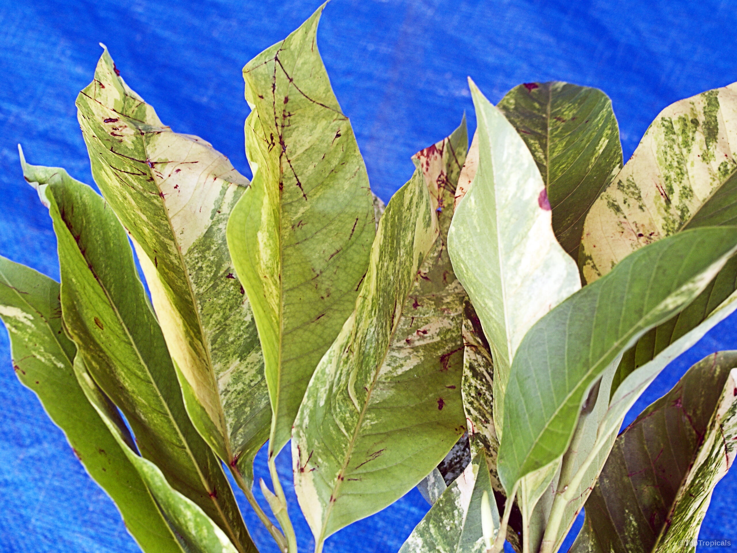 Magnolia champaca (Joy Perfume Tree) variegated leaves show unique color against the blue background. Magnolia champaca (Joy Perfume Tree) green yellow variegated leaves close up on blue background