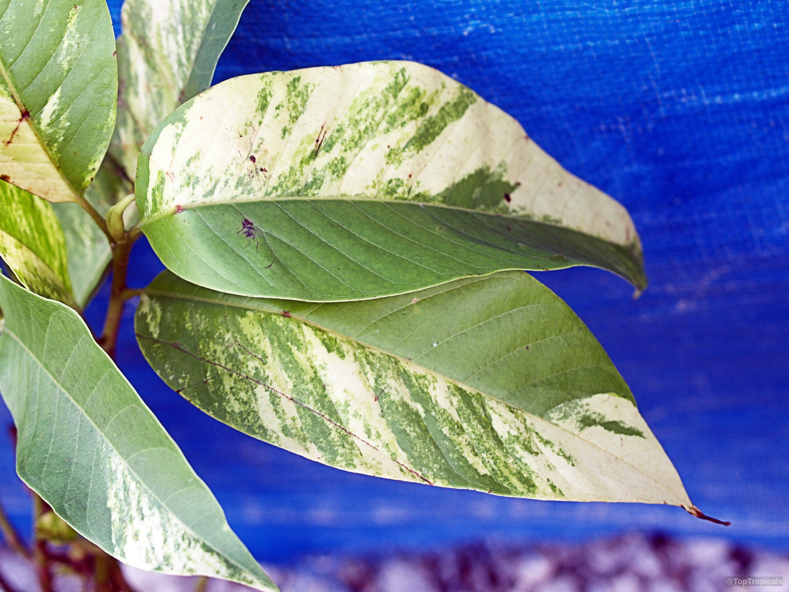 Magnolia champaca (Joy Perfume Tree) showing variegated foliage with cream and green coloration on leaves. Magnolia champaca (Joy Perfume Tree) leaves with cream and green variegation, close up view.
