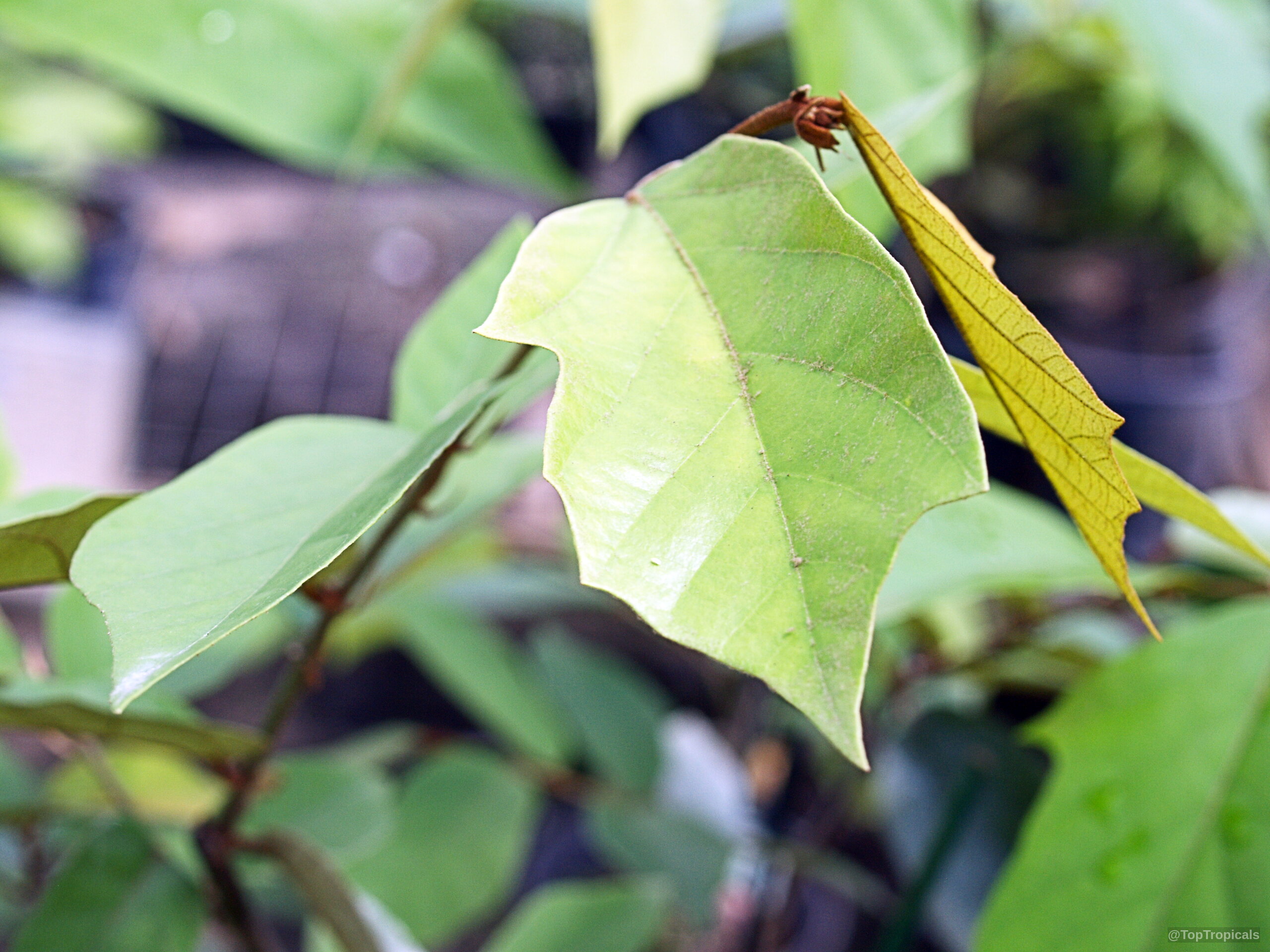 Pterospermum diversifolium (Pterospermum) lime green leaves close up Pterospermum diversifolium (Pterospermum) lime green leaves close up