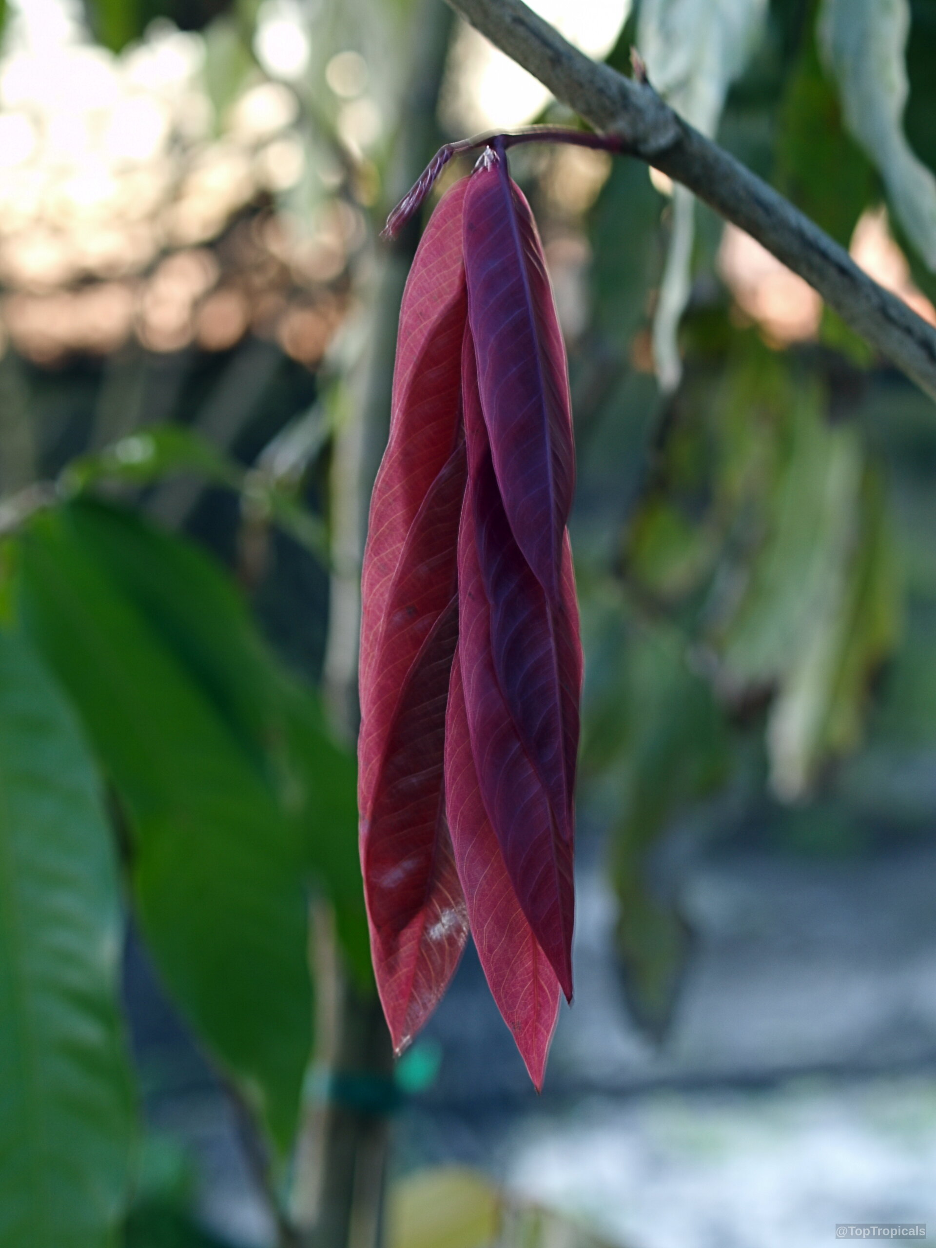 Saraca indica (Ashoka Tree) with distinct hanging leaves colored in deep reddish purple shades of growth Saraca indica (Ashoka Tree) with drooping reddish purple leaves hanging down from a wooden branch