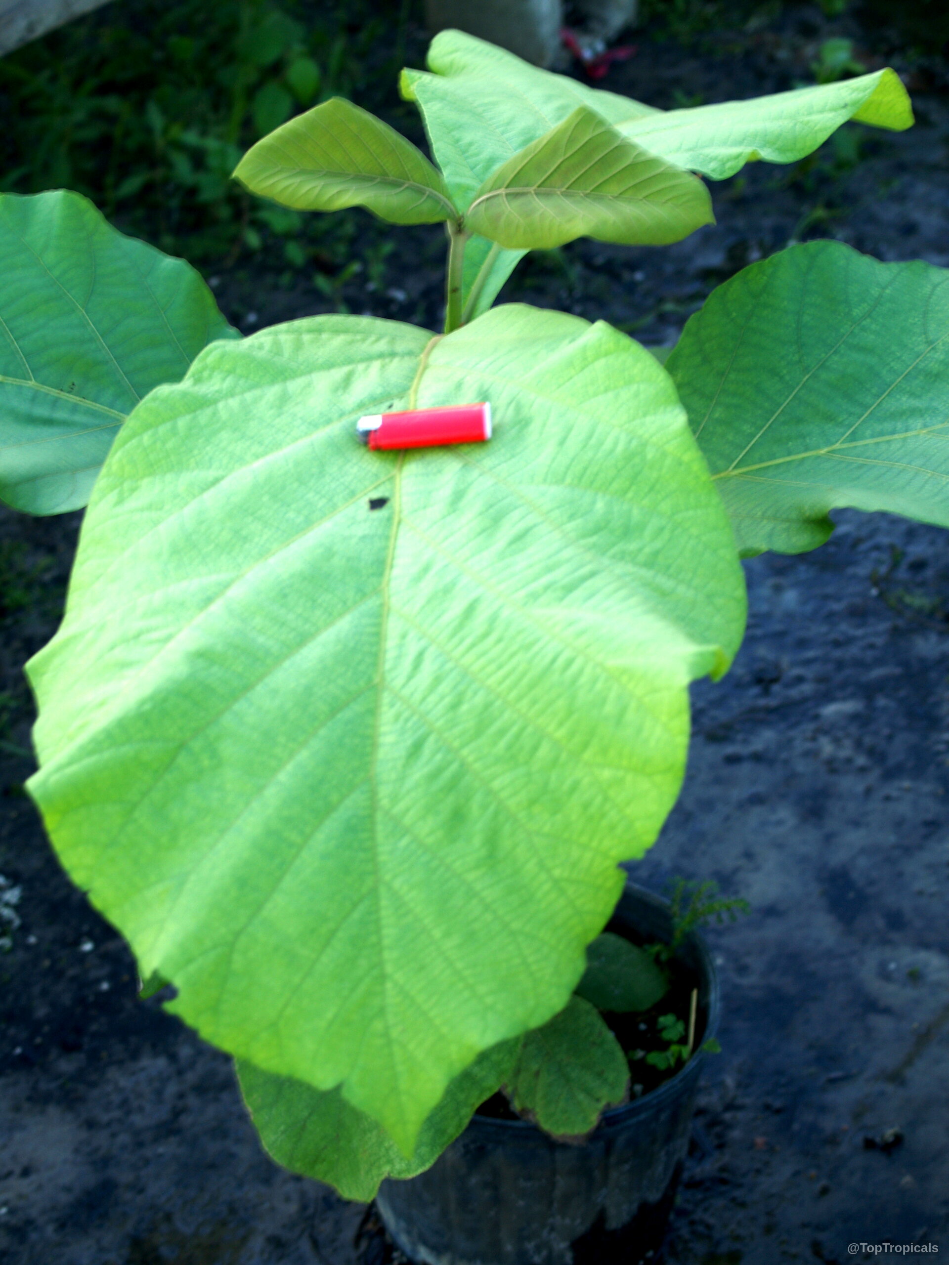 Tectona grandis (Teak) with large leaves and a red lighter for scale. Tectona grandis (Teak) plant with large light green leaves and a small red lighter