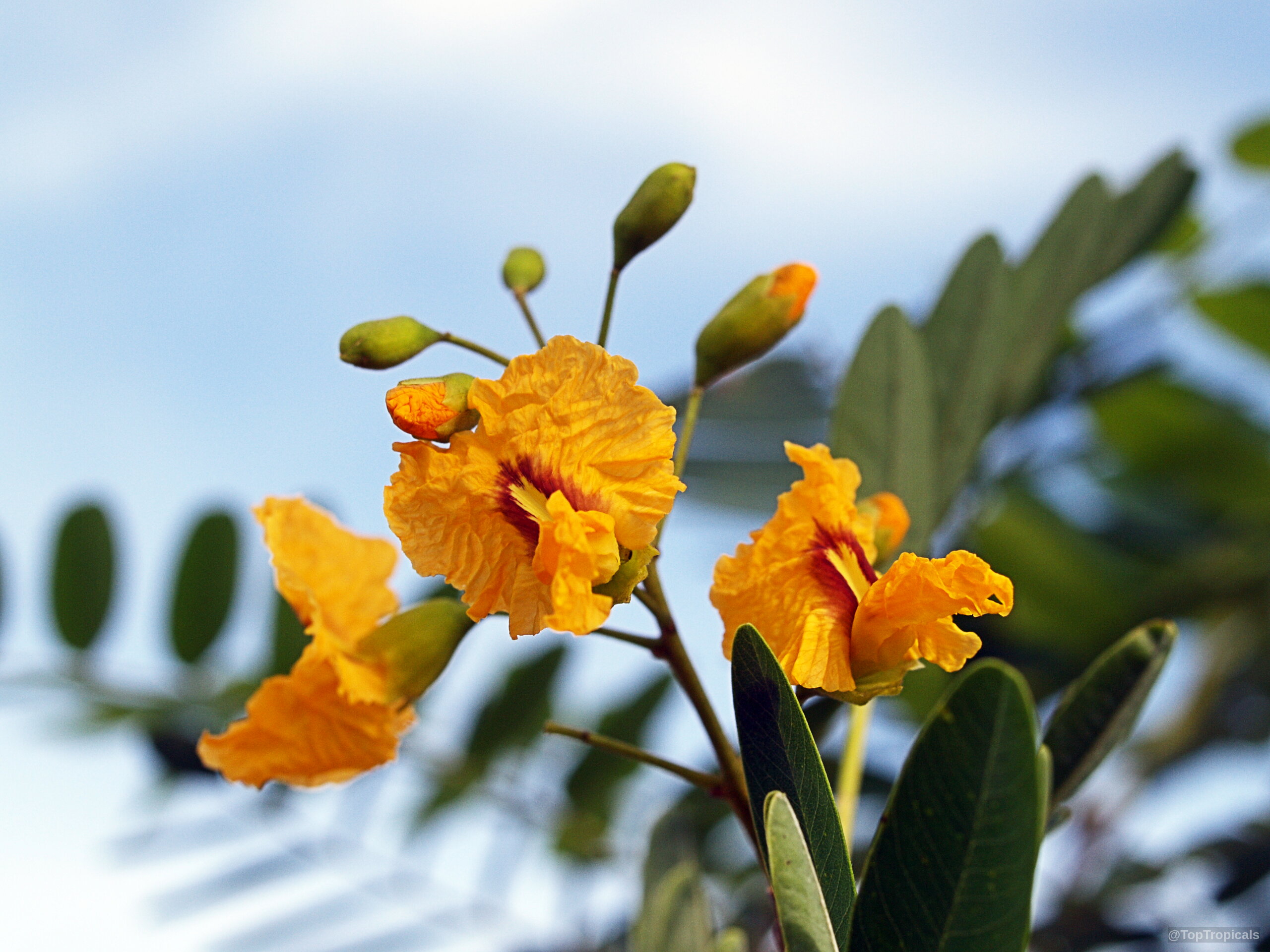 Tipuana tipu (Pride of Bolivia) yellow flower clusters and green buds on a branch Tipuana tipu (Pride of Bolivia) with yellow flower and buds in close up