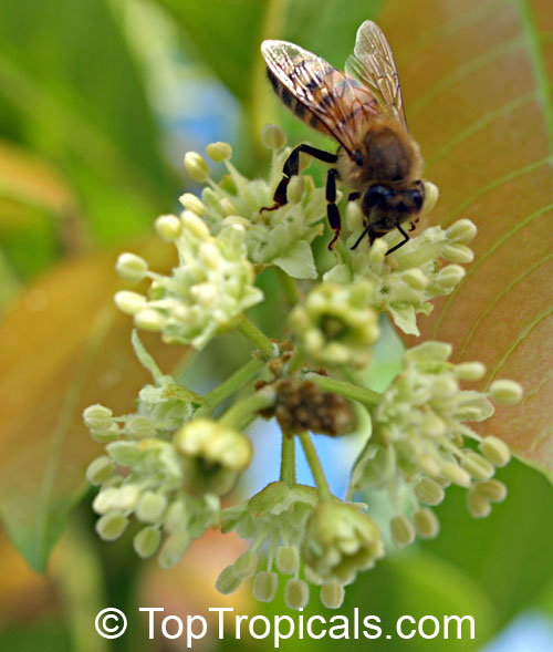 Blighia sapida, Cupania sapida, Akee, Ackee, Seso Vegetal, Arbre a Fricasser (Haiti). Flowers atract bees