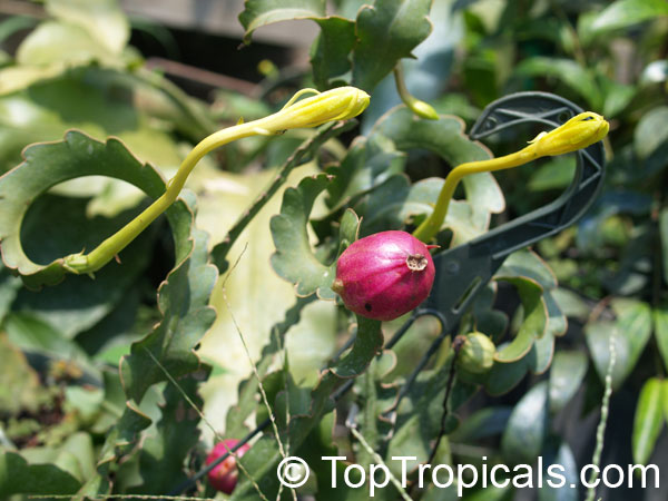 Epiphyllum guatemalense Monstrosa - Orchid Cactus, Curly Locks