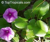 Ipomoea pes caprae, Ipomoea biloba , Beach Morning Glory, Gost Foot Creeper, Railroad Vine

Click to see full-size image