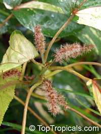 Acalypha wilkesiana, Fire Dragon Acalypha, Hoja de Cobre, Copper Leaf

Click to see full-size image