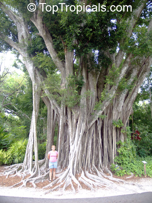 Parasit hulkende Vær modløs Ficus citrifolia, Shortleaf Fig, Florida Banyan, Giant Bearded Fig, Wild  Banyantree, Wimba Tree