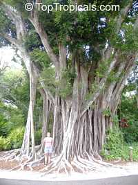 Ficus citrifolia, Shortleaf Fig, Florida Banyan, Giant Bearded Fig, Wild Banyantree, Wimba Tree

Click to see full-size image