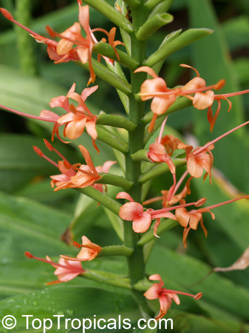Hedychium coccineum , Himalayan Ginger Lily, Orange Bottlebrush Ginger, Red Butterfly Ginger 
