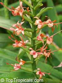 Hedychium coccineum , Himalayan Ginger Lily, Orange Bottlebrush Ginger, Red Butterfly Ginger 

Click to see full-size image