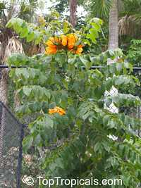 Spathodea campanulata, African Tulip Tree, Scarlet Bell Tree, Fountain Tree

Click to see full-size image